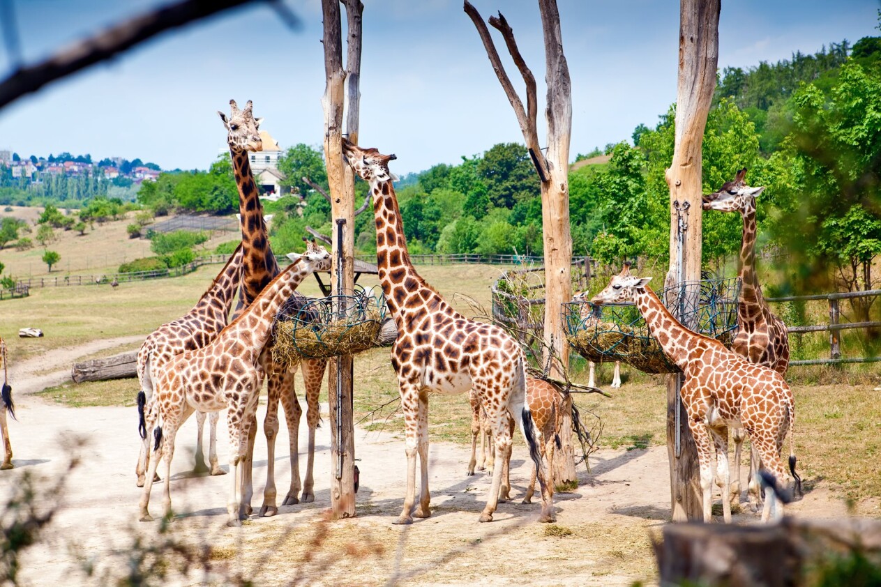 shutterstock_118056646_prague_zoo